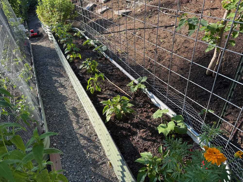 Plants in a raised bed